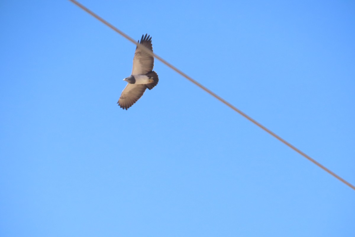 Black-chested Buzzard-Eagle - ML622120529