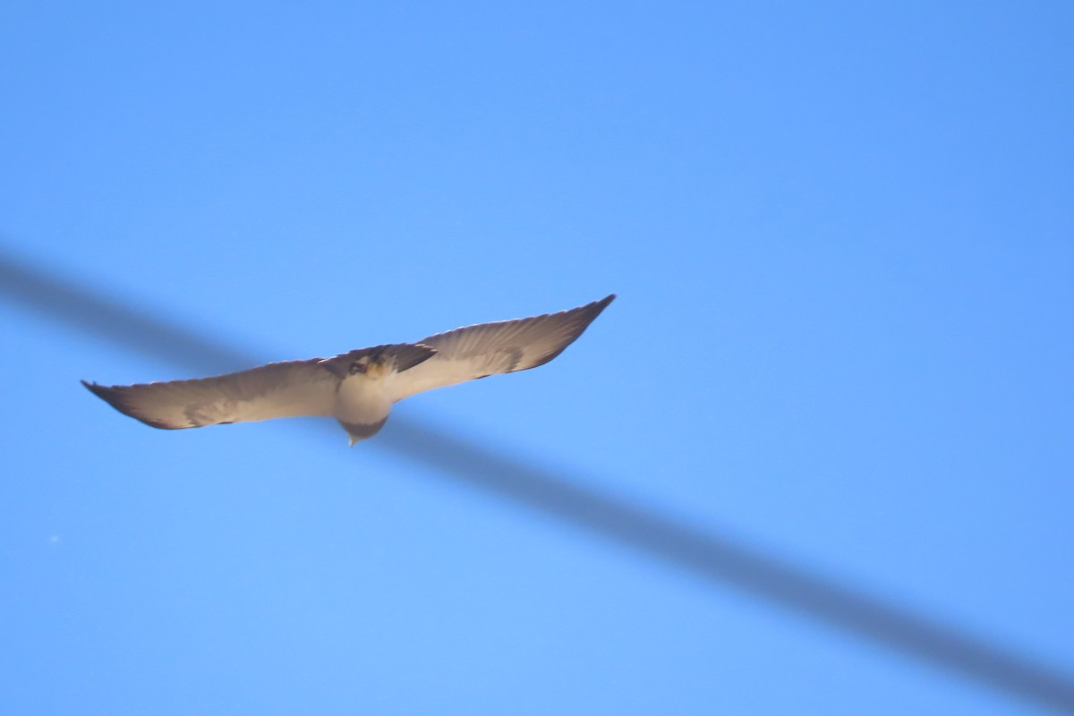 Black-chested Buzzard-Eagle - ML622120530