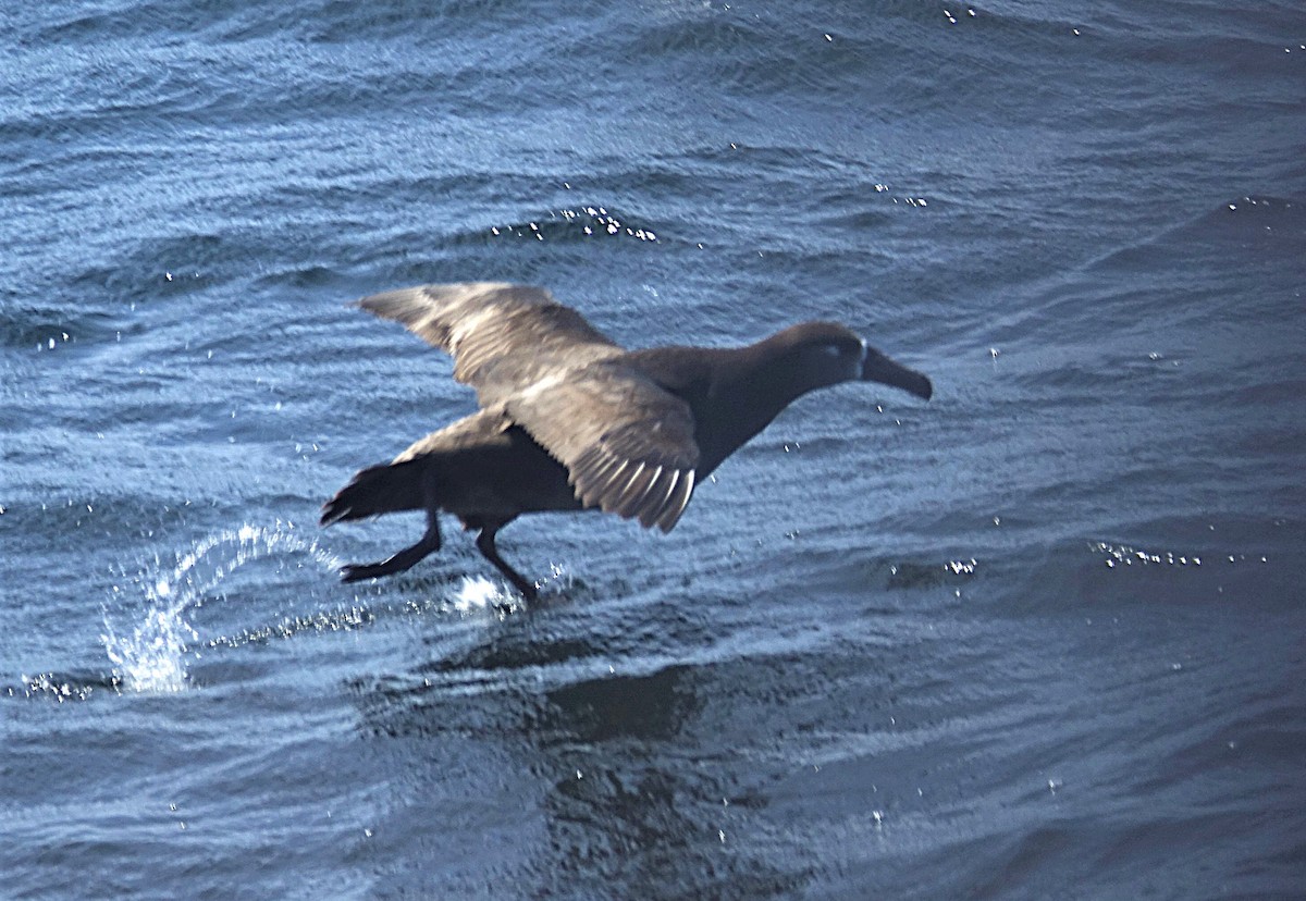 Black-footed Albatross - ML622120531