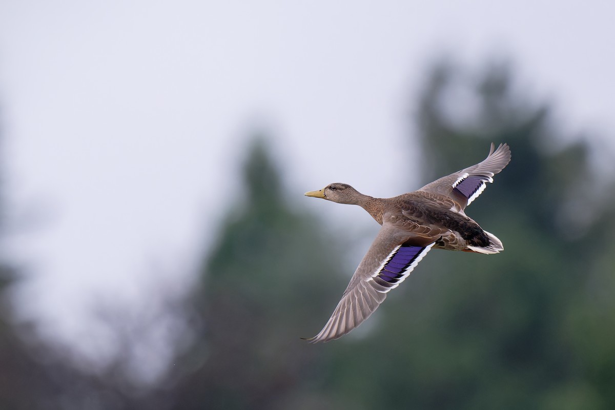 Mallard - ML622120533