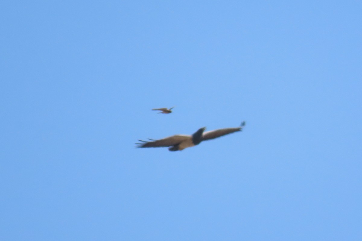 American Kestrel - ML622120534