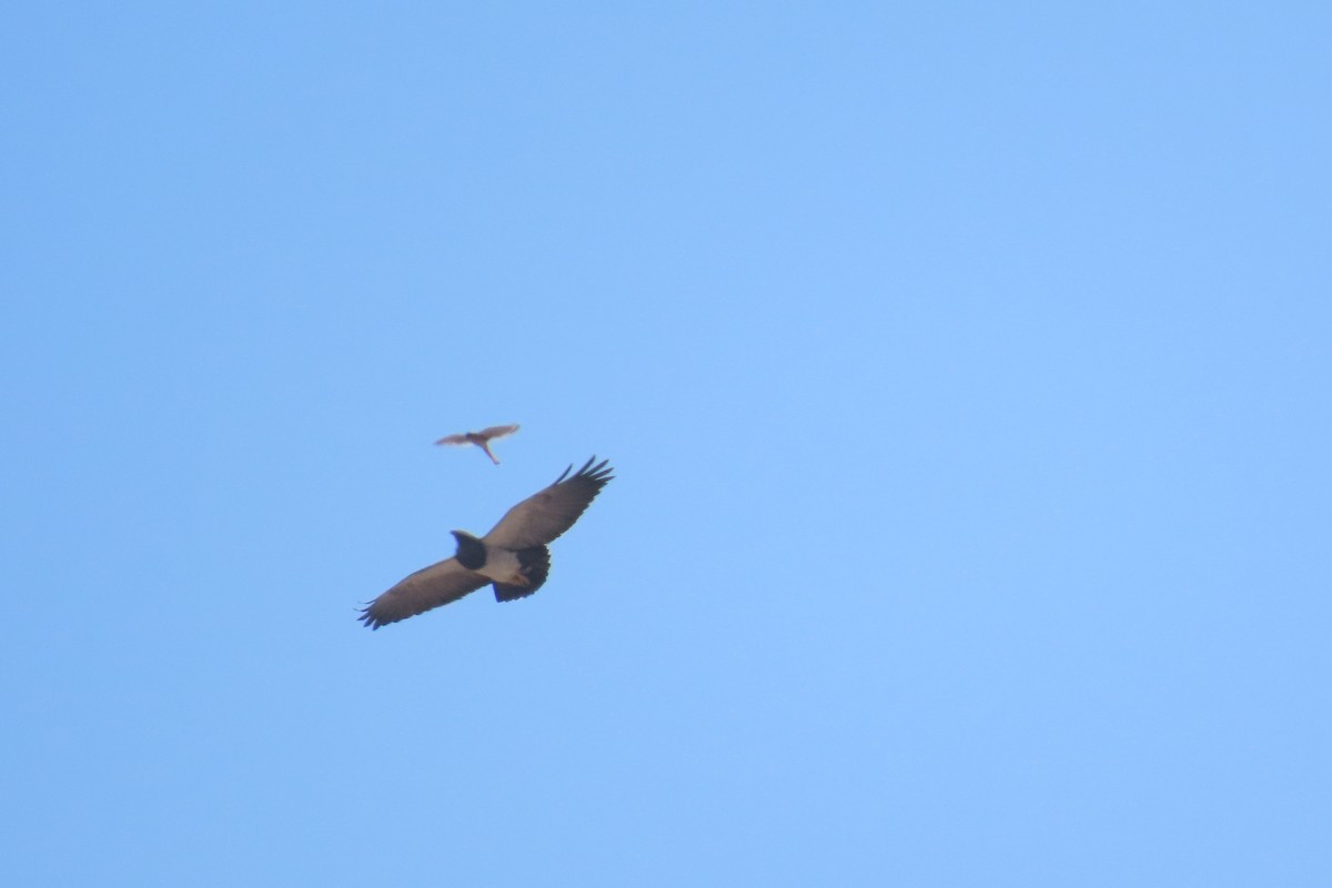 American Kestrel - ML622120535