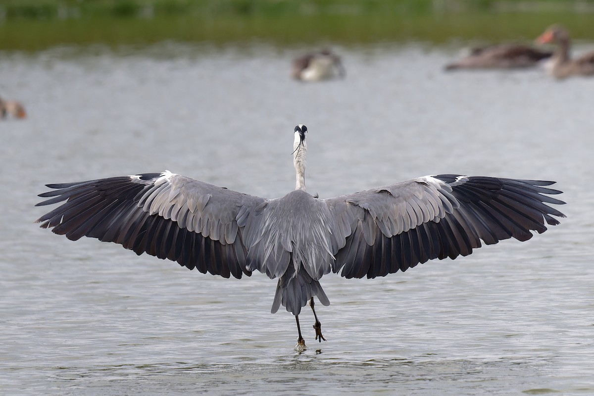 Gray Heron - ML622120536