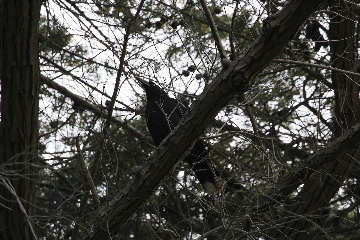 Black Currawong - ML622120537