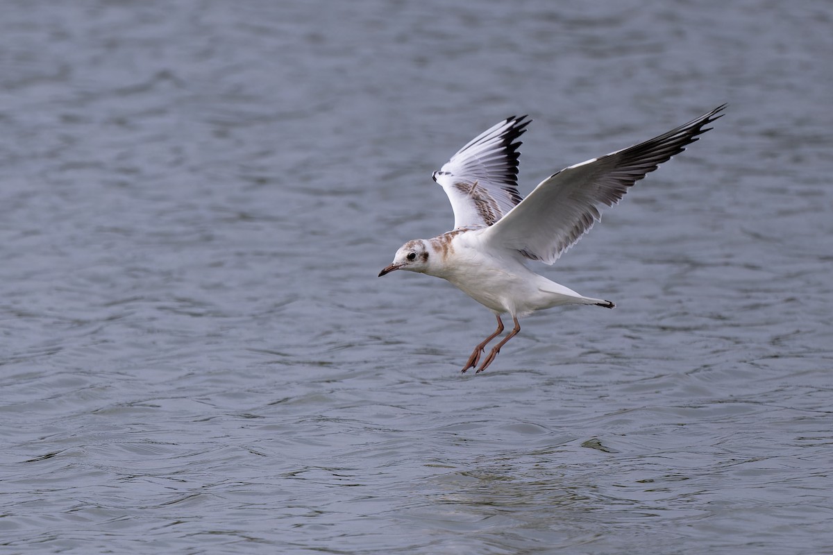 Black-headed Gull - ML622120538