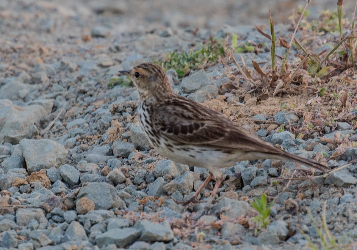 Red-throated Pipit - ML622120539