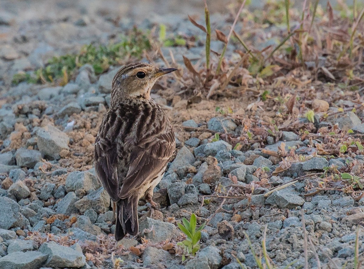 Red-throated Pipit - ML622120540