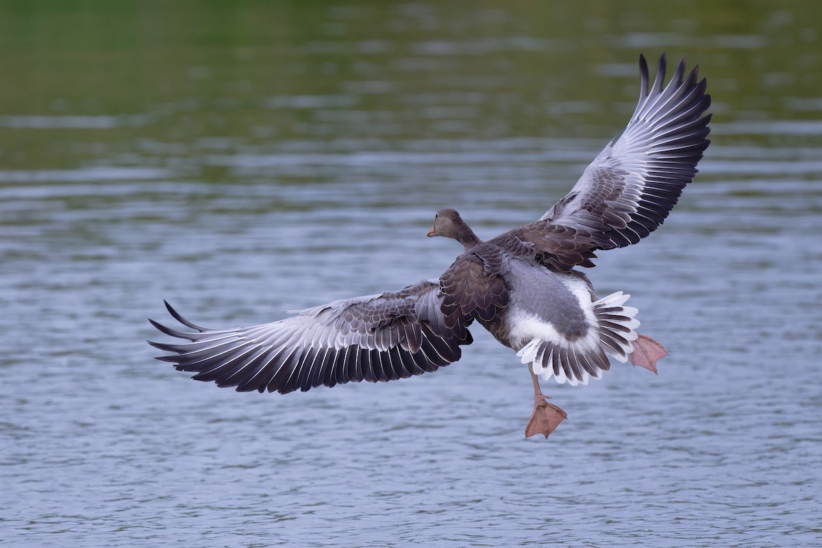 Graylag Goose - ML622120542