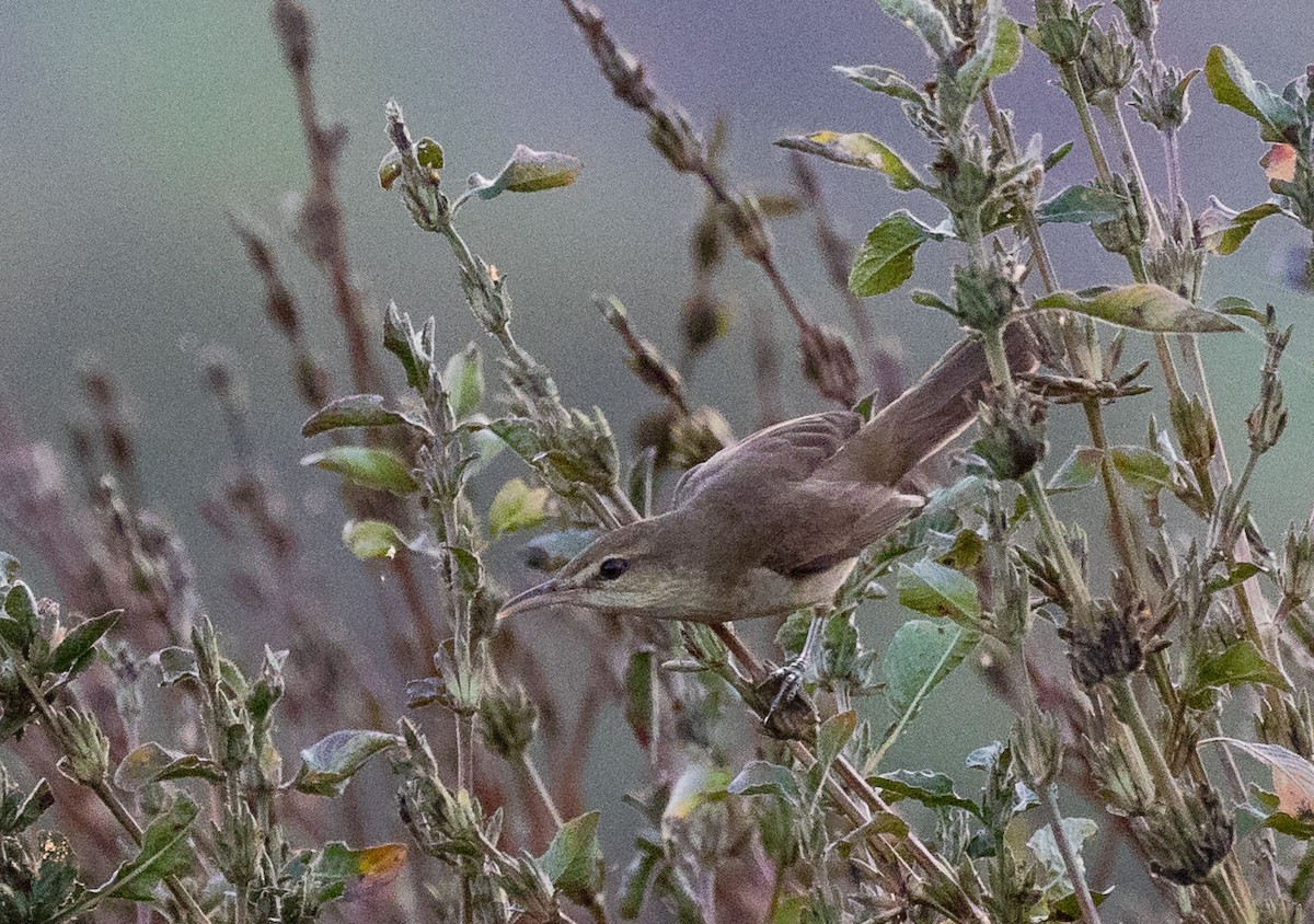 Oriental Reed Warbler - ML622120543