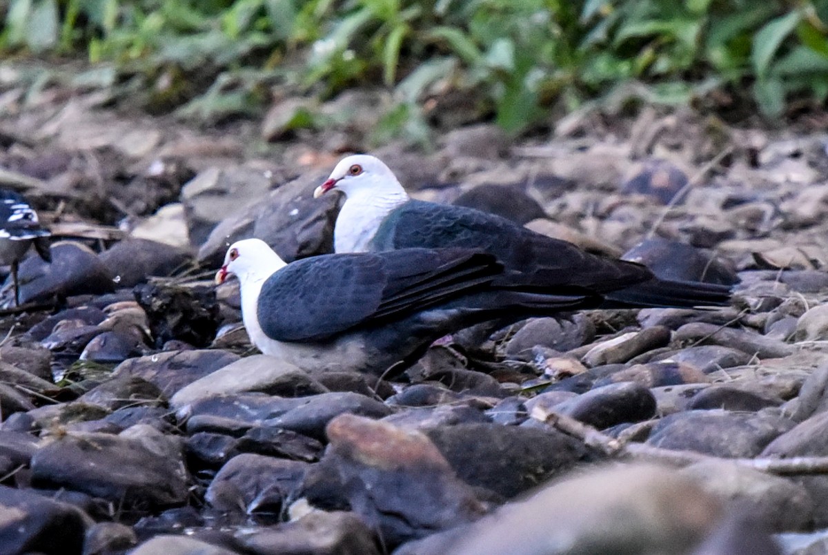 White-headed Pigeon - ML622120544