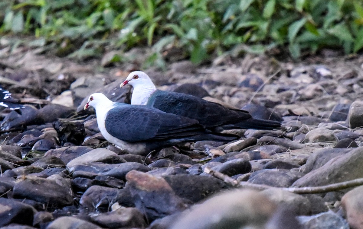 White-headed Pigeon - ML622120545