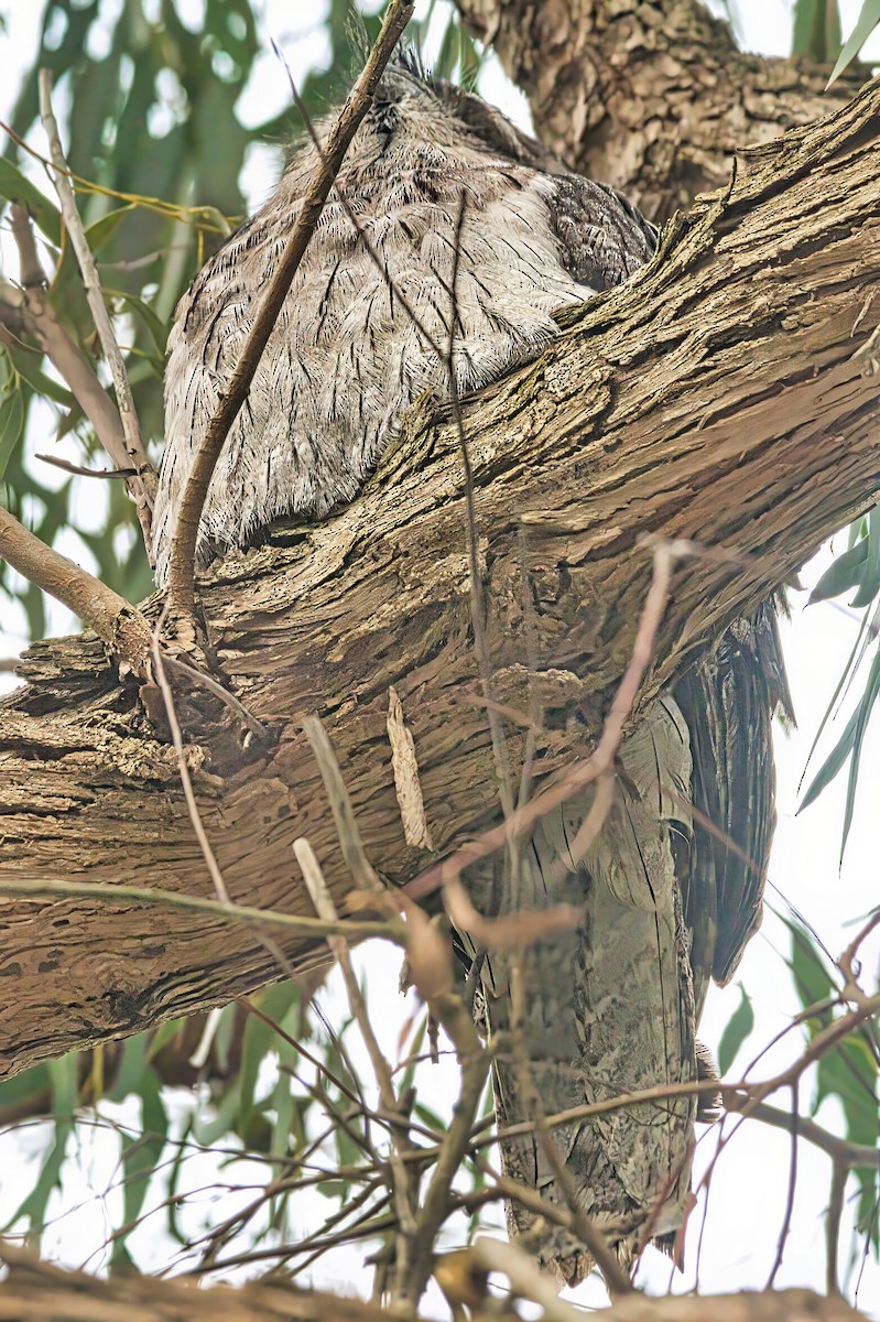 Tawny Frogmouth - ML622120546