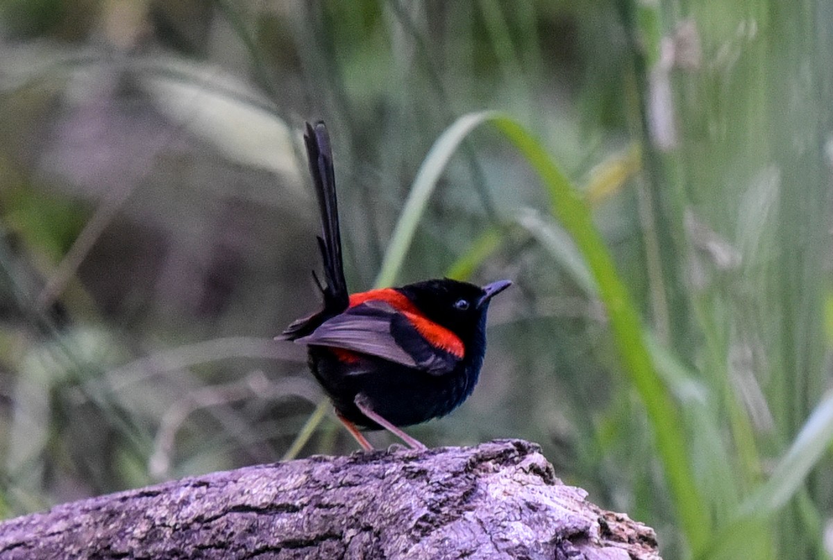 Red-backed Fairywren - ML622120551