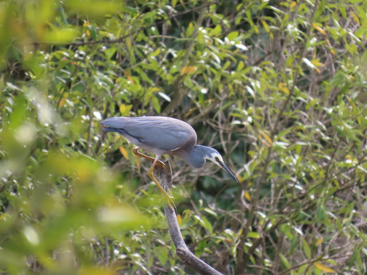 White-faced Heron - ML622120555