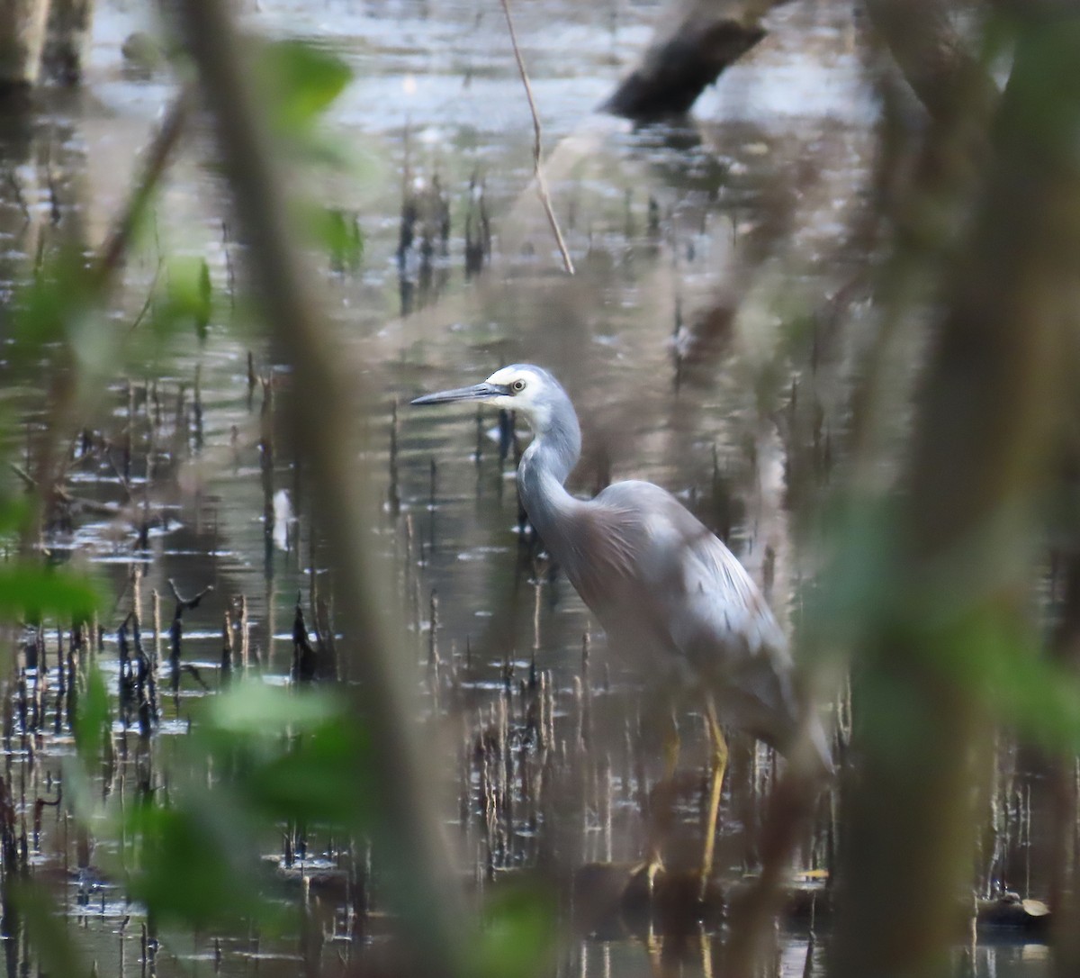 White-faced Heron - ML622120556