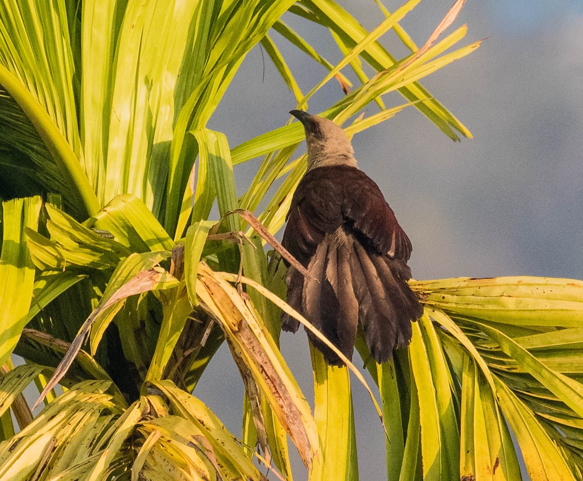 Andaman Coucal - ML622120557