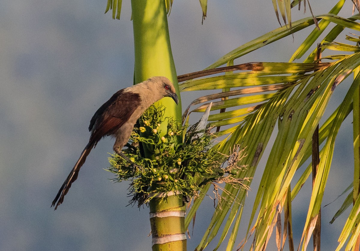 Andaman Coucal - ML622120558