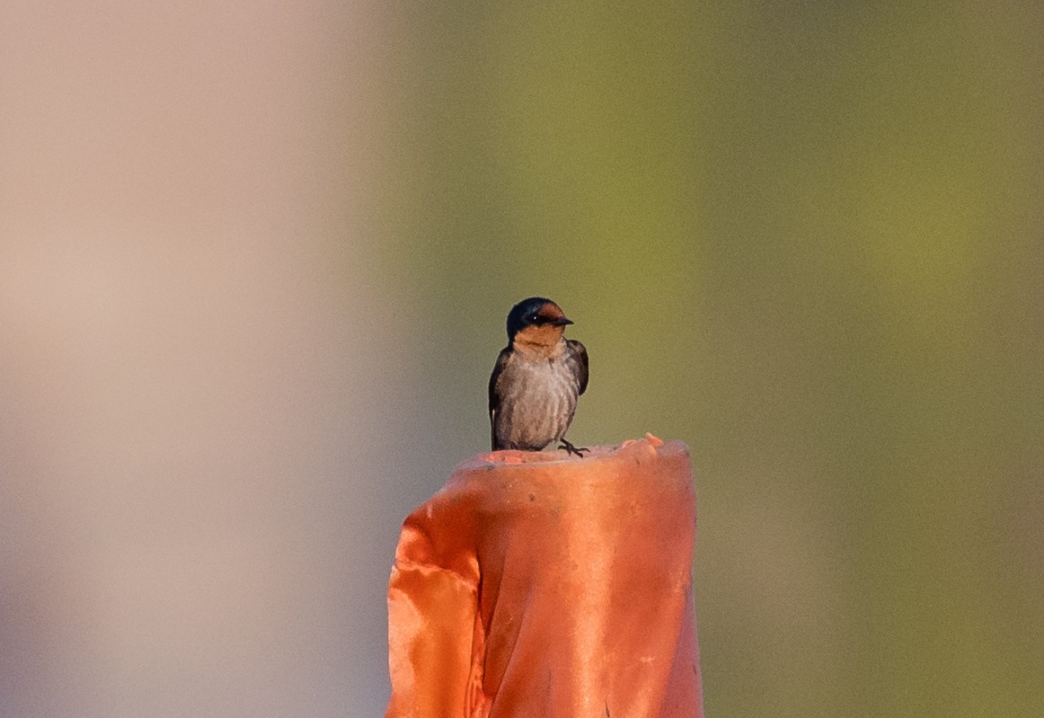 Pacific Swallow - ML622120561