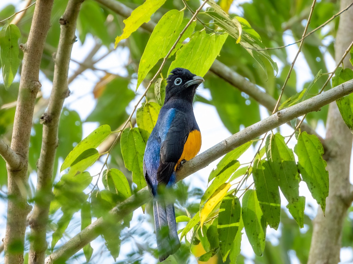 White-tailed Trogon - ML622120566