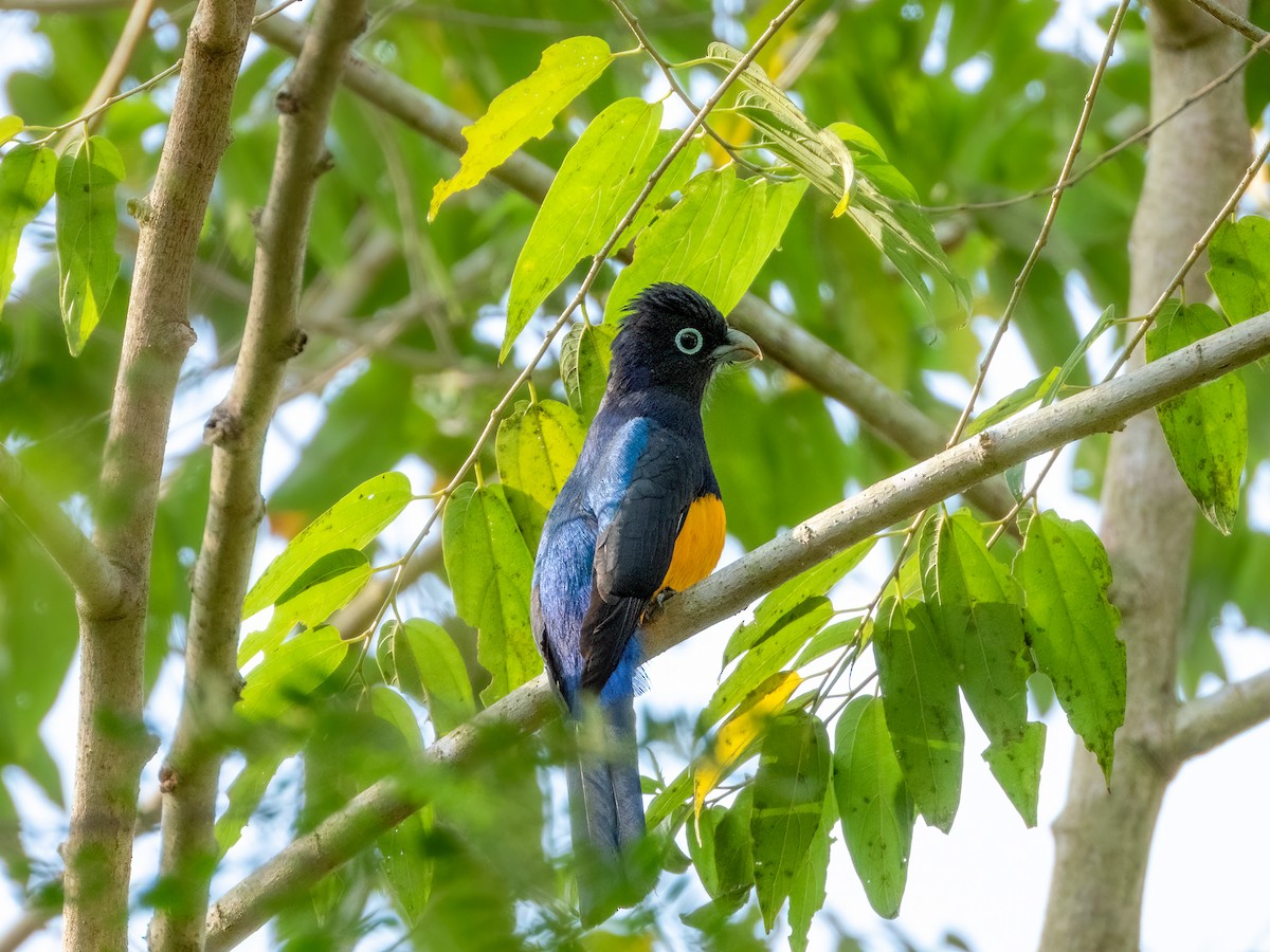 White-tailed Trogon - ML622120567