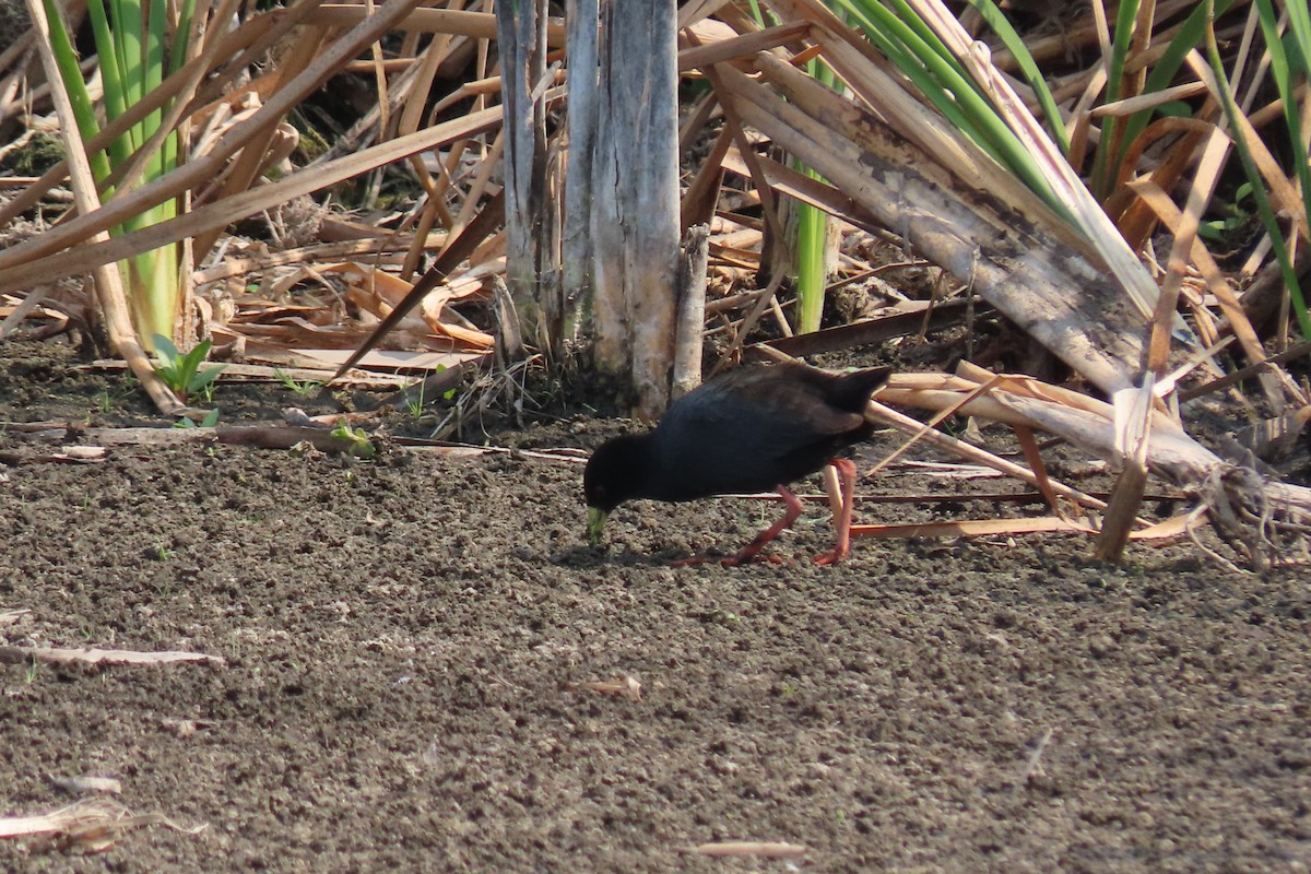 Black Crake - ML622120568