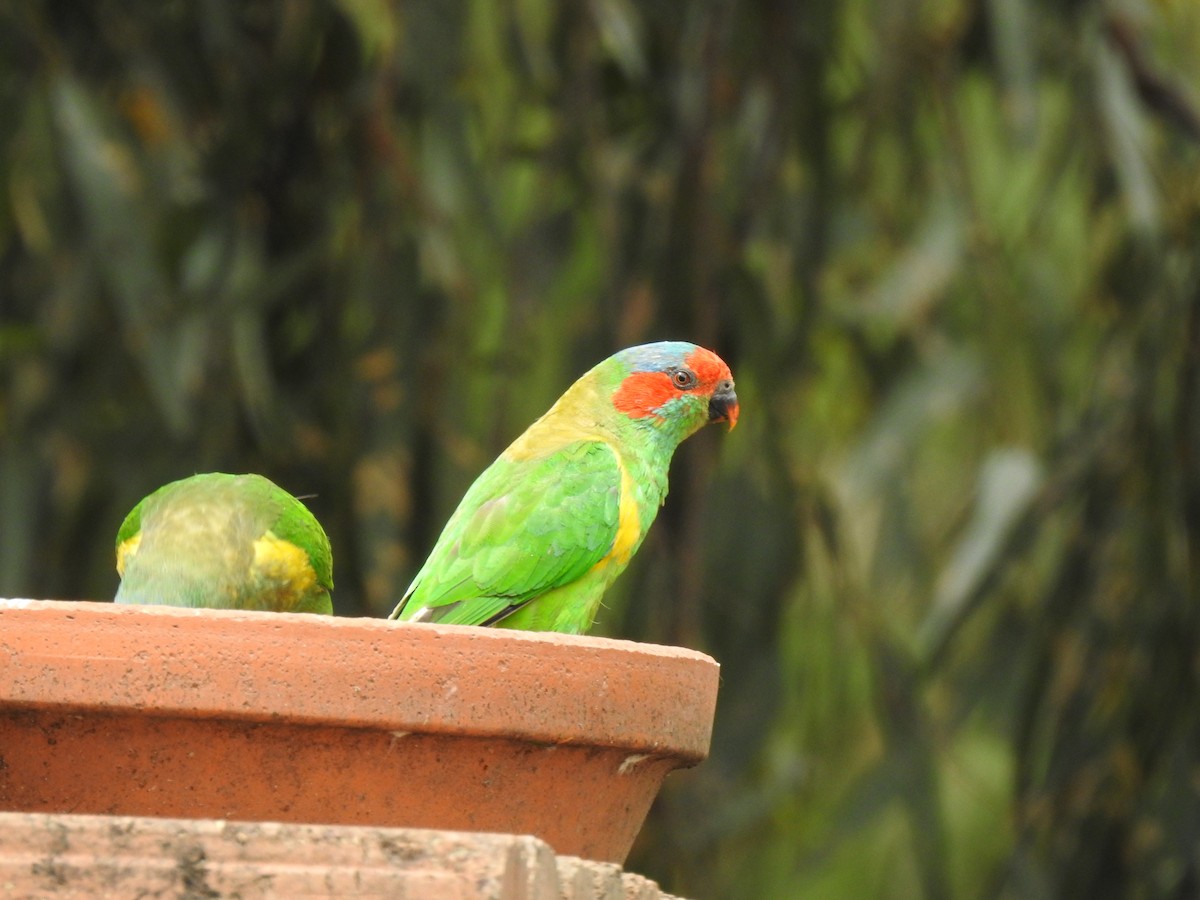 Musk Lorikeet - ML622120574