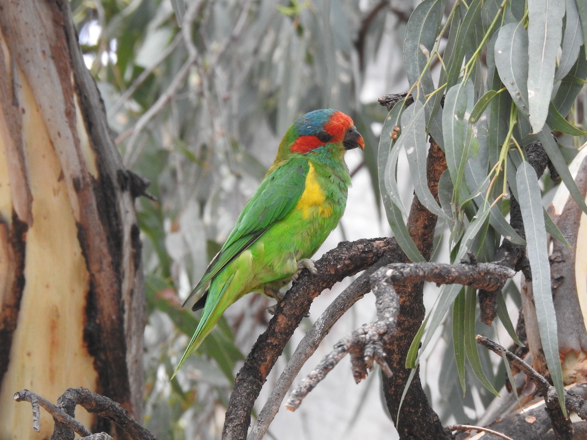 Musk Lorikeet - ML622120575