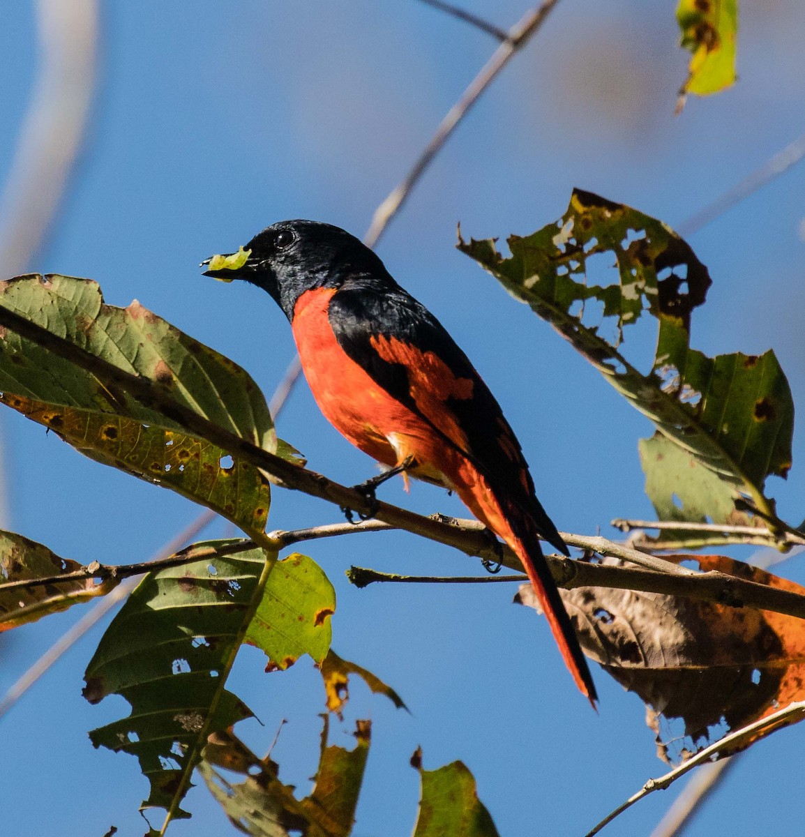 Scarlet Minivet - Thomas Job