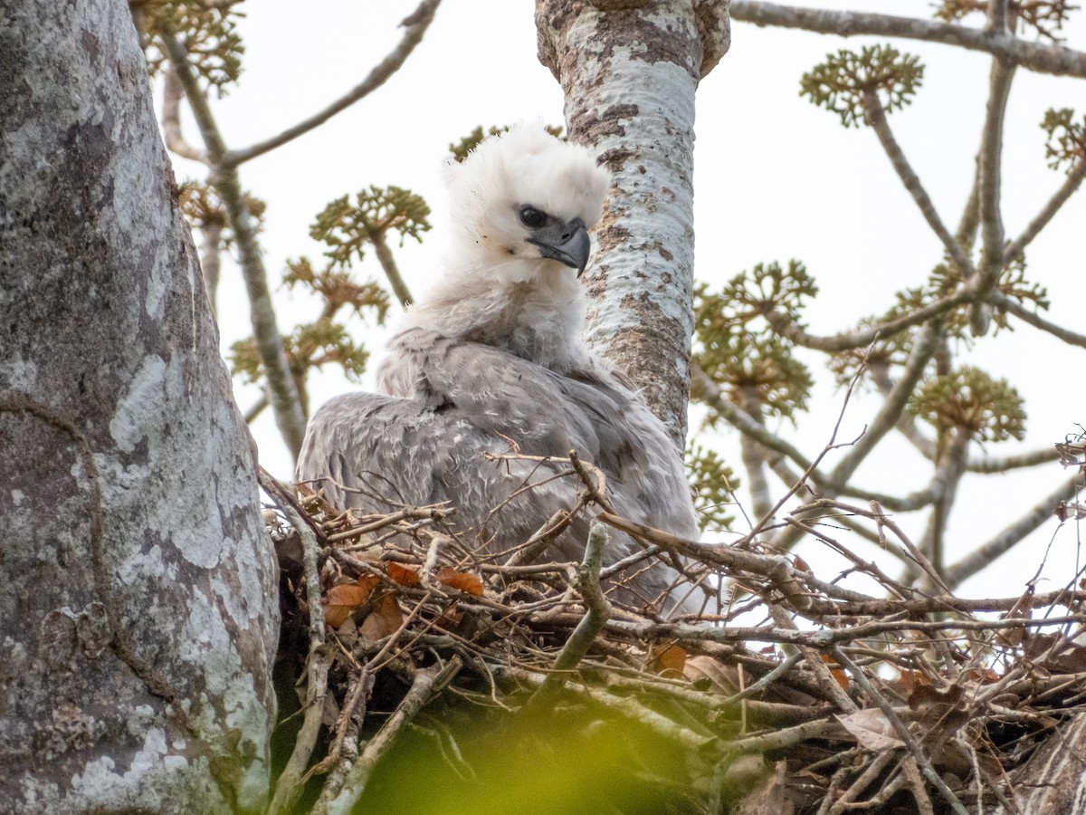 Harpy Eagle - Jason Alexander