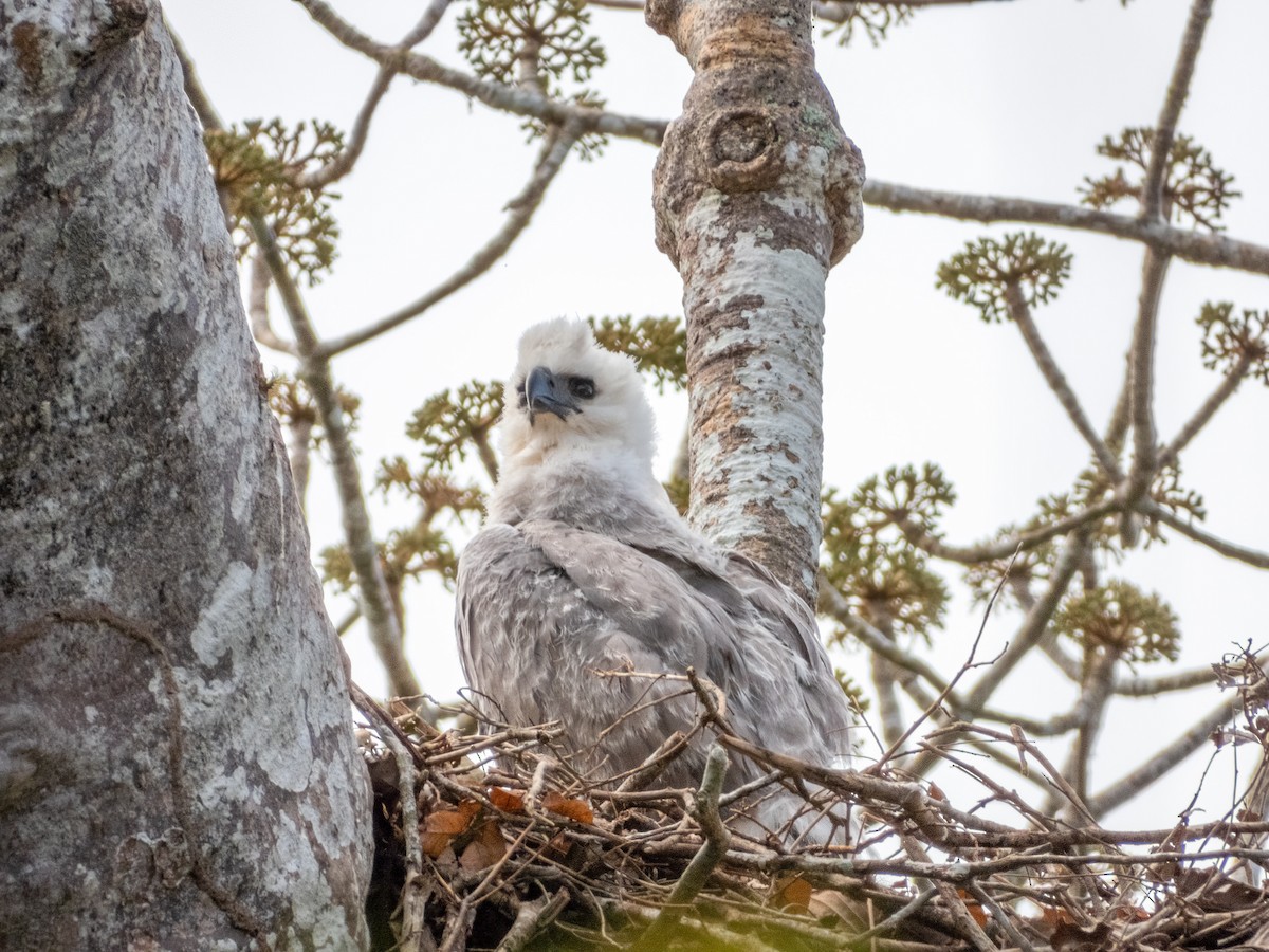 Harpy Eagle - ML622120592