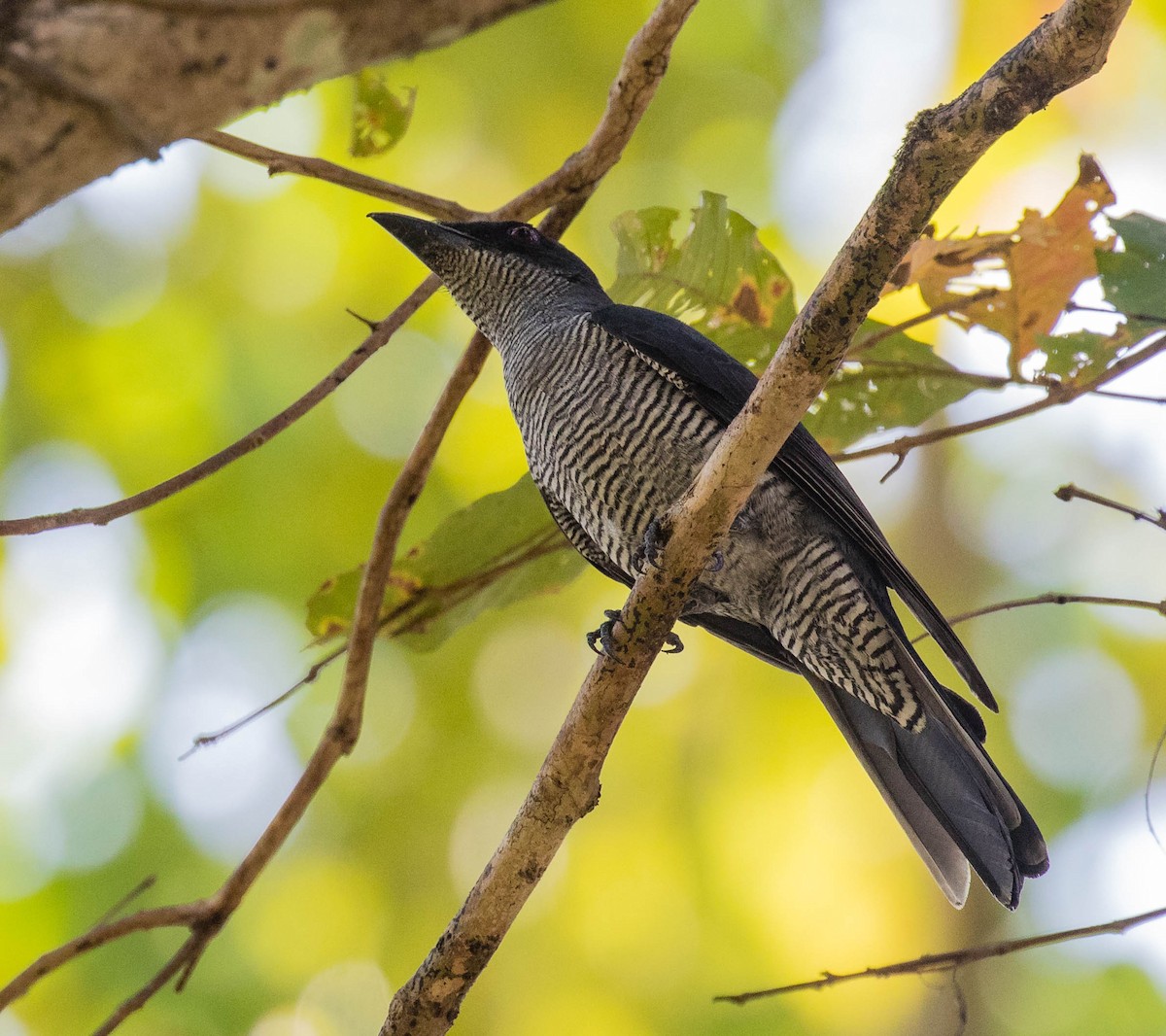 Andaman Cuckooshrike - ML622120594