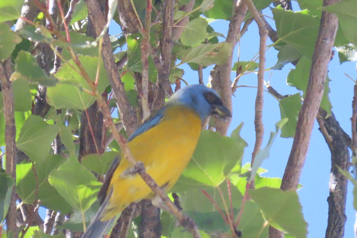 Blue-and-yellow Tanager - Arturo  Reynoso Basurto