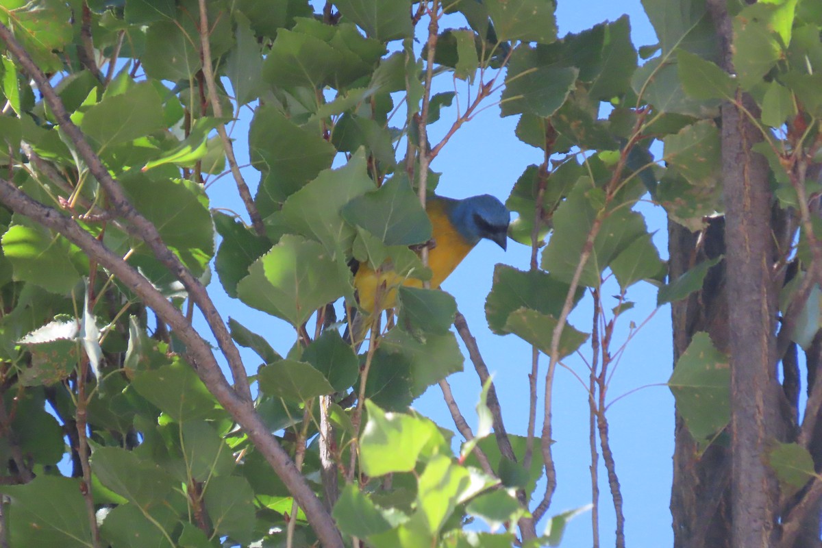 Blue-and-yellow Tanager - Arturo  Reynoso Basurto