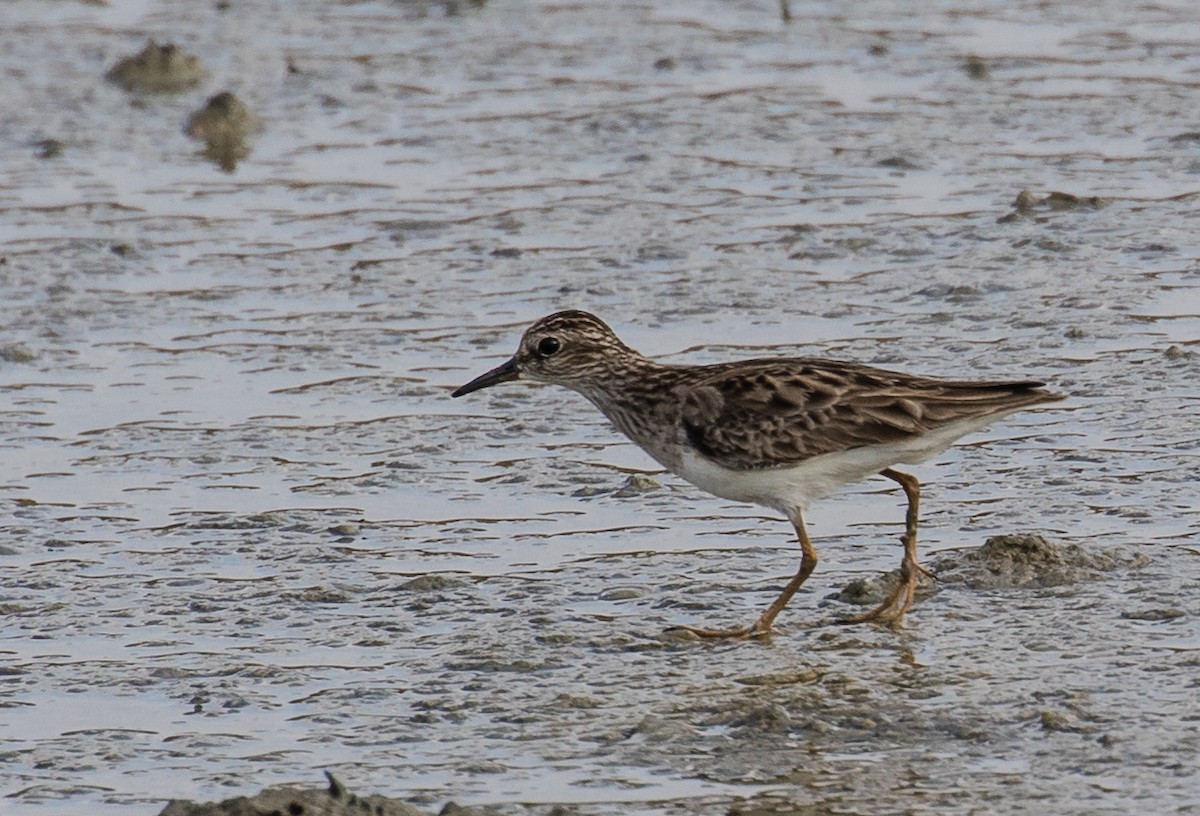 Long-toed Stint - Thomas Job