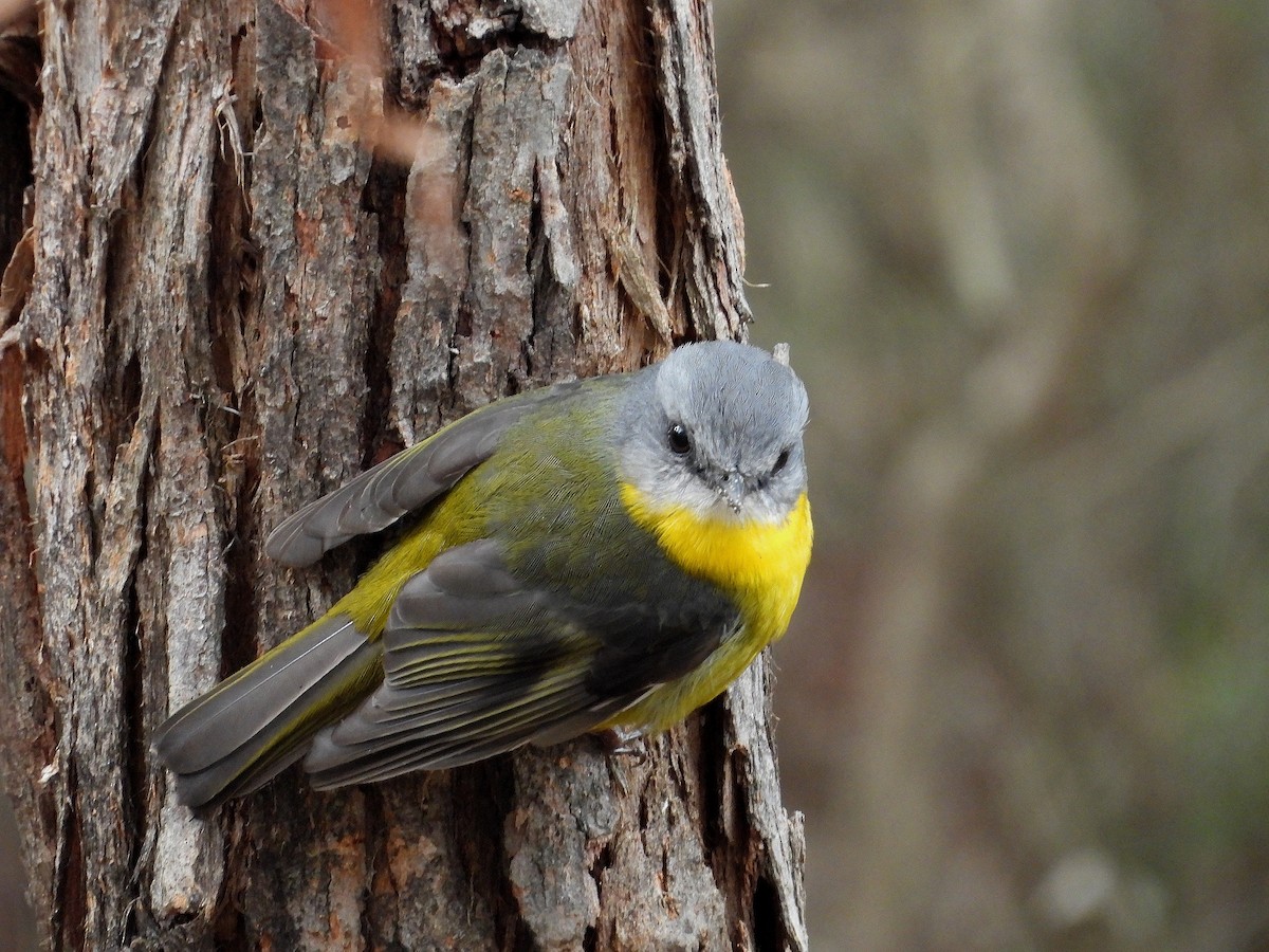 Eastern Yellow Robin - Joanne Thompson