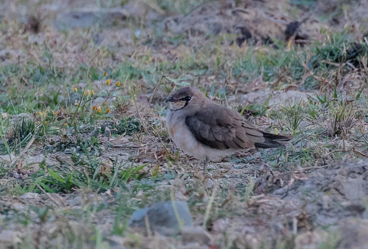 Oriental Pratincole - ML622120631