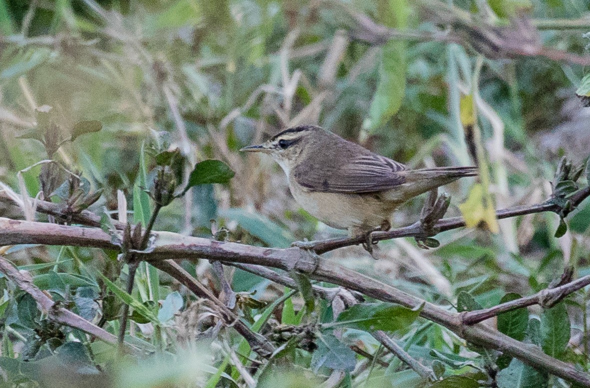 Black-browed Reed Warbler - ML622120638