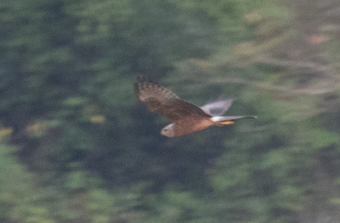 Pied Harrier - ML622120641