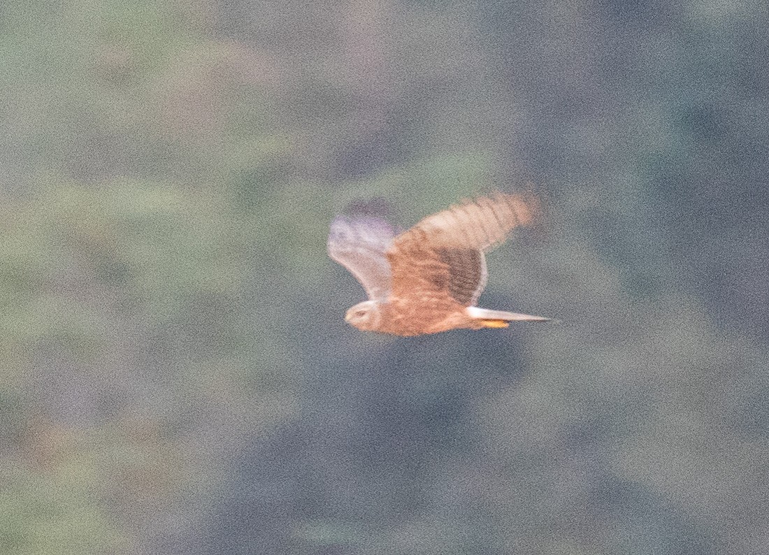 Pied Harrier - ML622120642