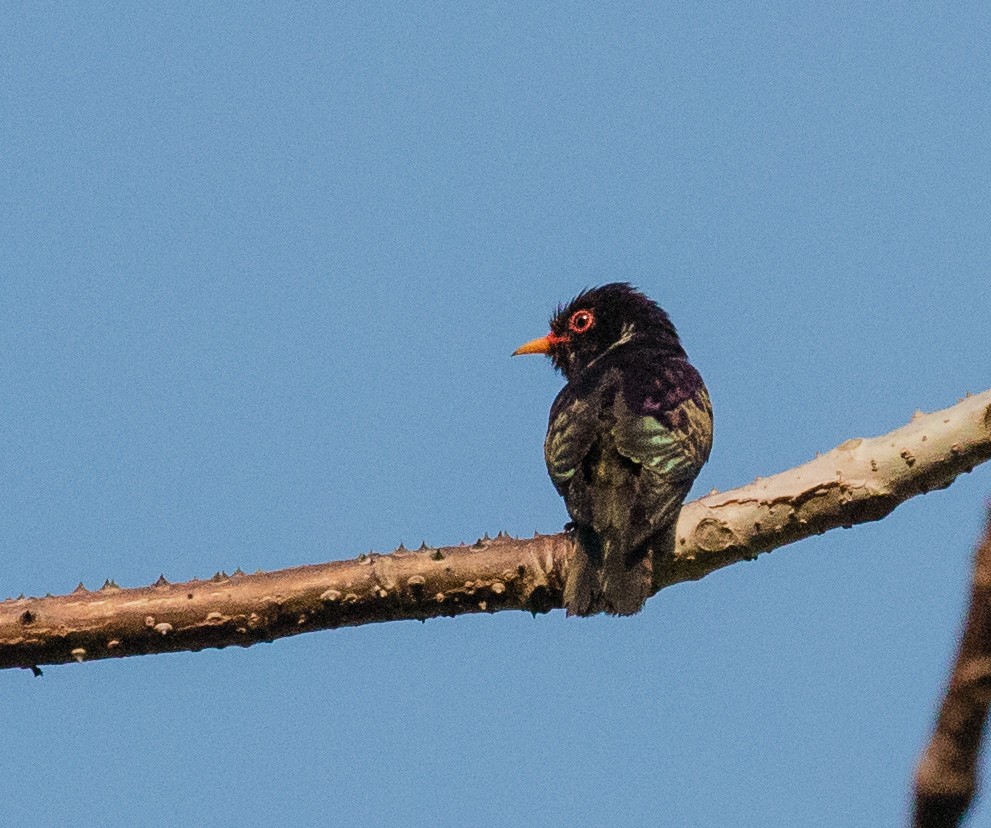 Violet Cuckoo - ML622120650