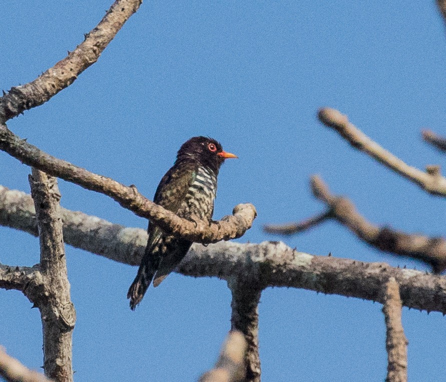 Violet Cuckoo - ML622120651