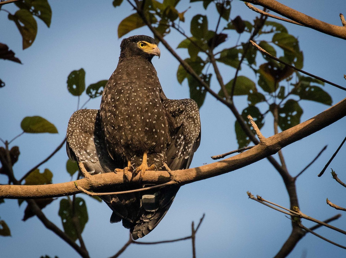 Andaman Serpent-Eagle - ML622120659