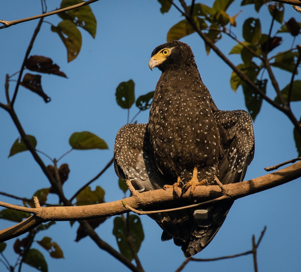 Andaman Serpent-Eagle - ML622120660