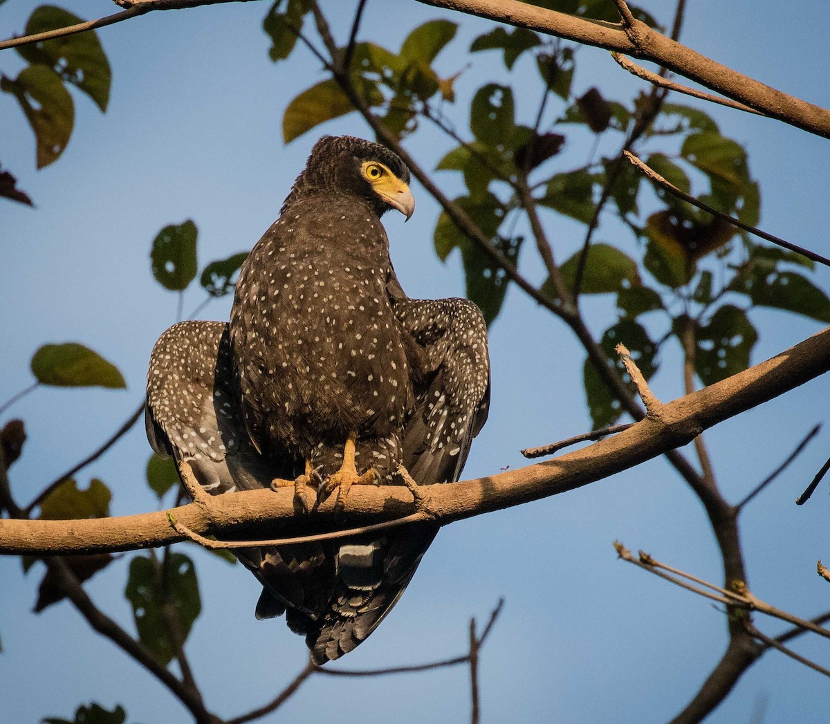 Andaman Serpent-Eagle - ML622120661