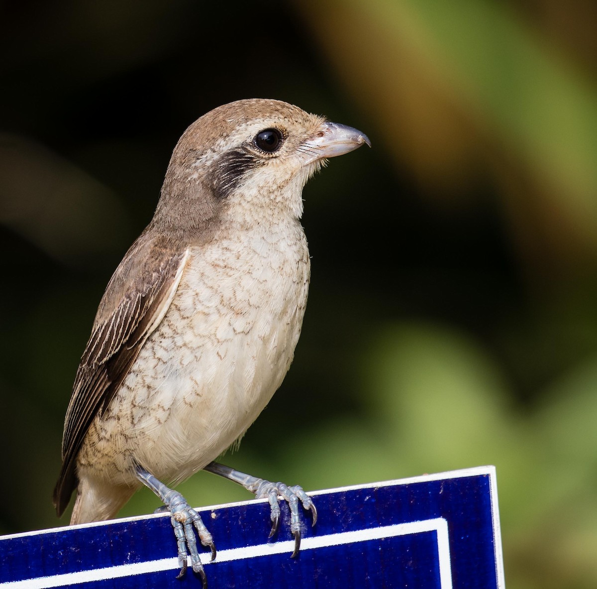 Brown Shrike - ML622120662