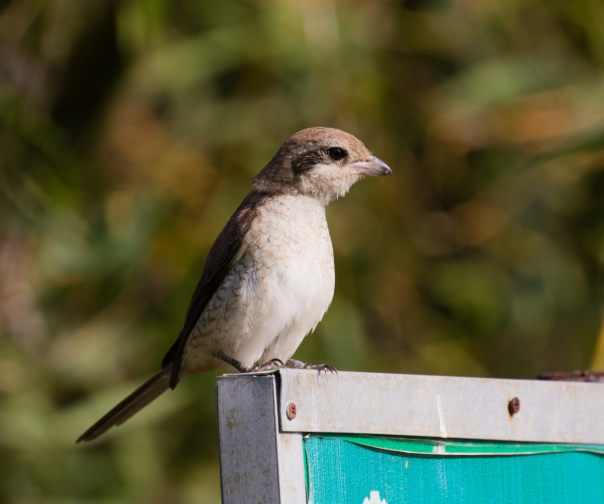 Brown Shrike - ML622120663