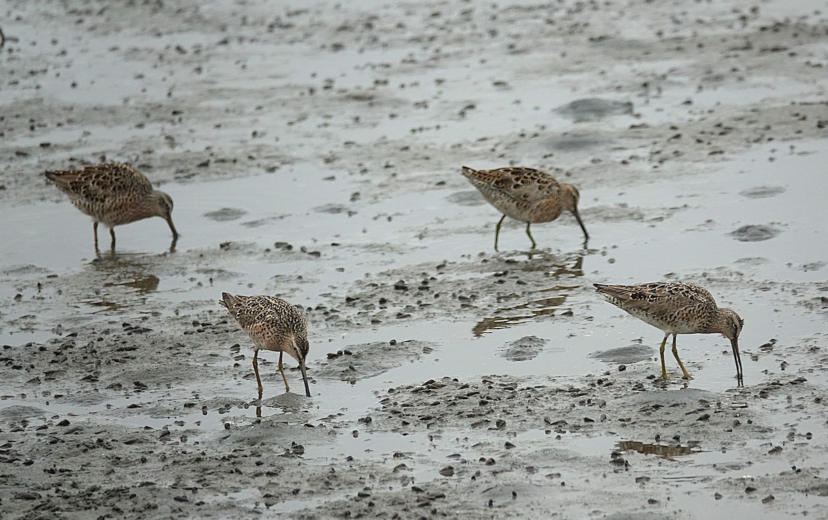 Short-billed Dowitcher - Edurne Ugarte