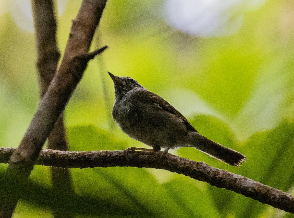 Sakhalin Leaf Warbler - ML622120665