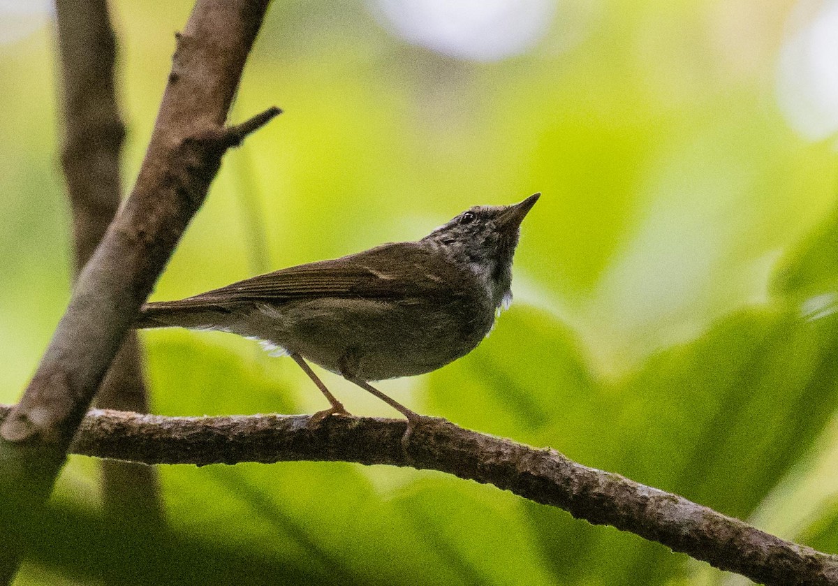 Sakhalin Leaf Warbler - ML622120666