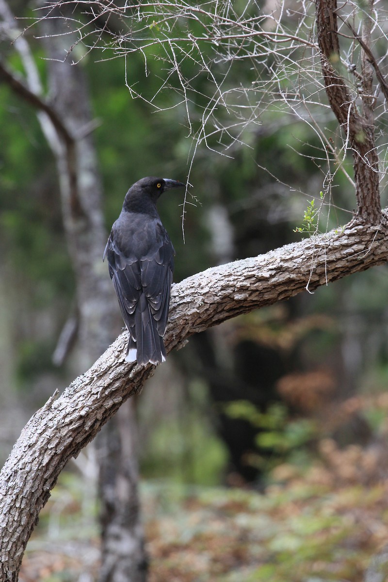 Black Currawong - ML622120668